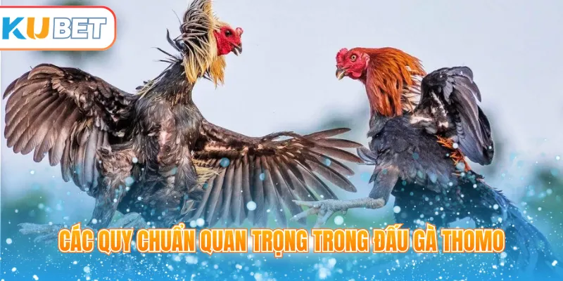 Các quy chuẩn quan trọng trong đấu gà Thomo
