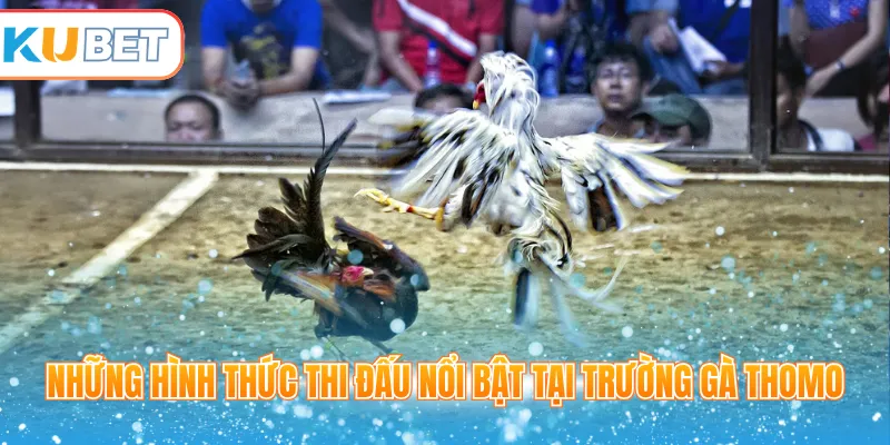 Những hình thức thi đấu nổi bật tại trường gà Thomo