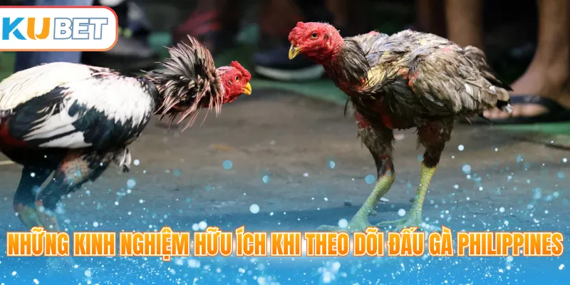 Những kinh nghiệm hữu ích khi theo dõi đấu gà Philippines