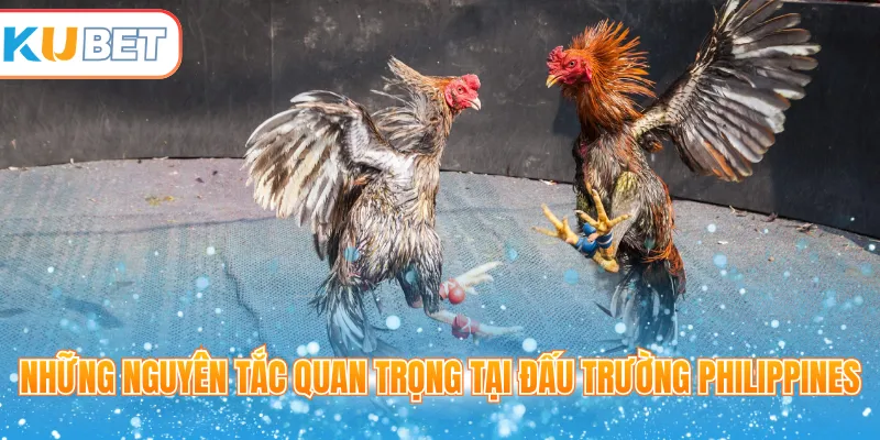 Những nguyên tắc quan trọng tại đấu trường Philippines